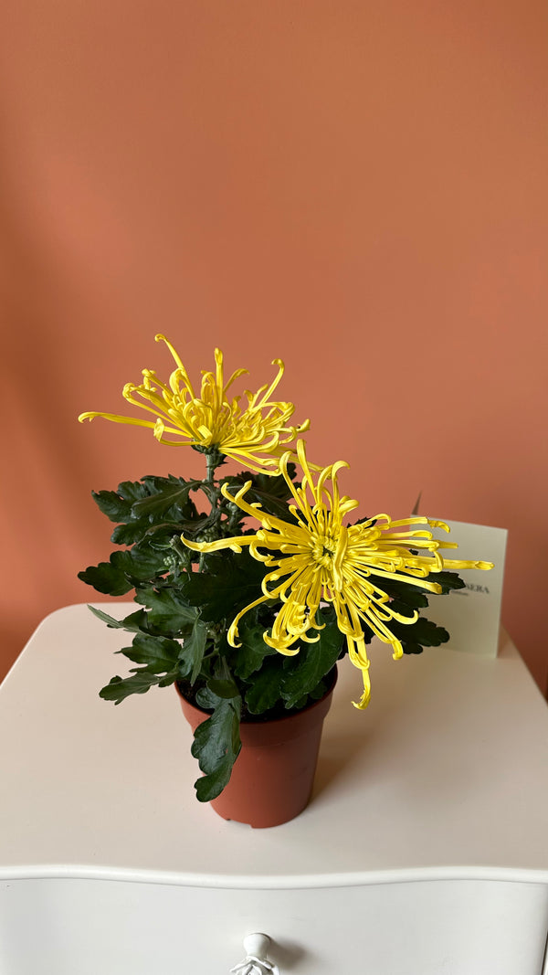Krizantem / Kasımpatı Çiçeği