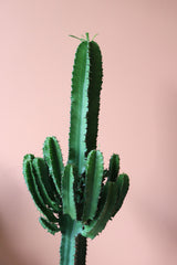 Euphorbia Erytrea Kaktüs