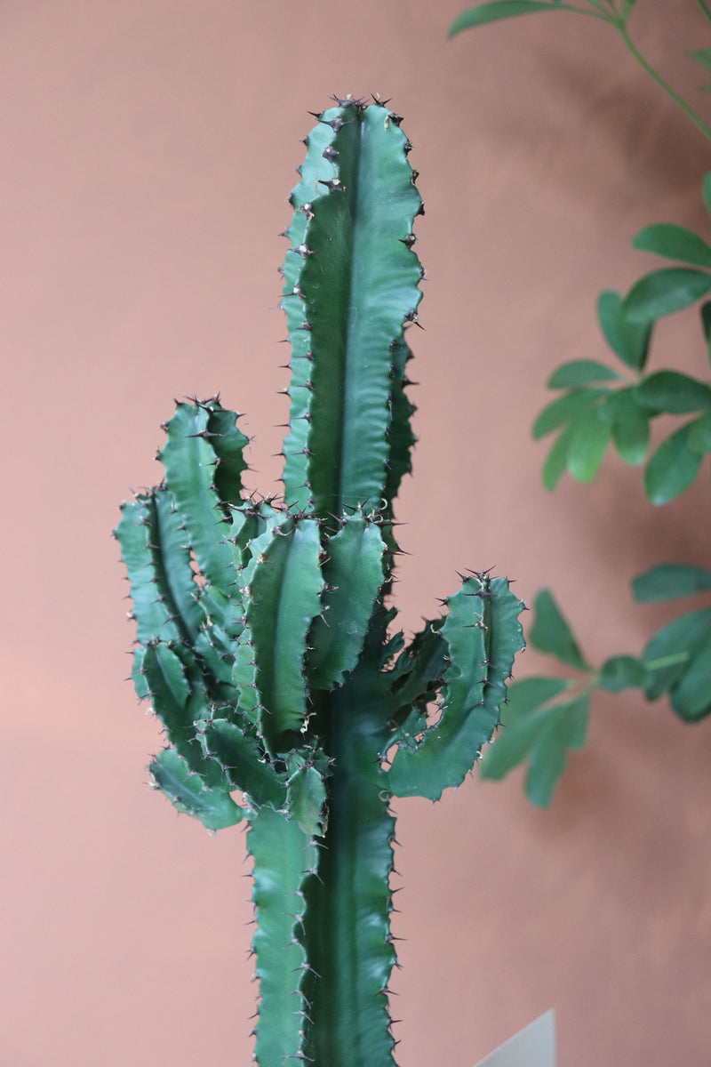 Euphorbia Erytrea Kaktüs